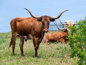 Texas Longhorn